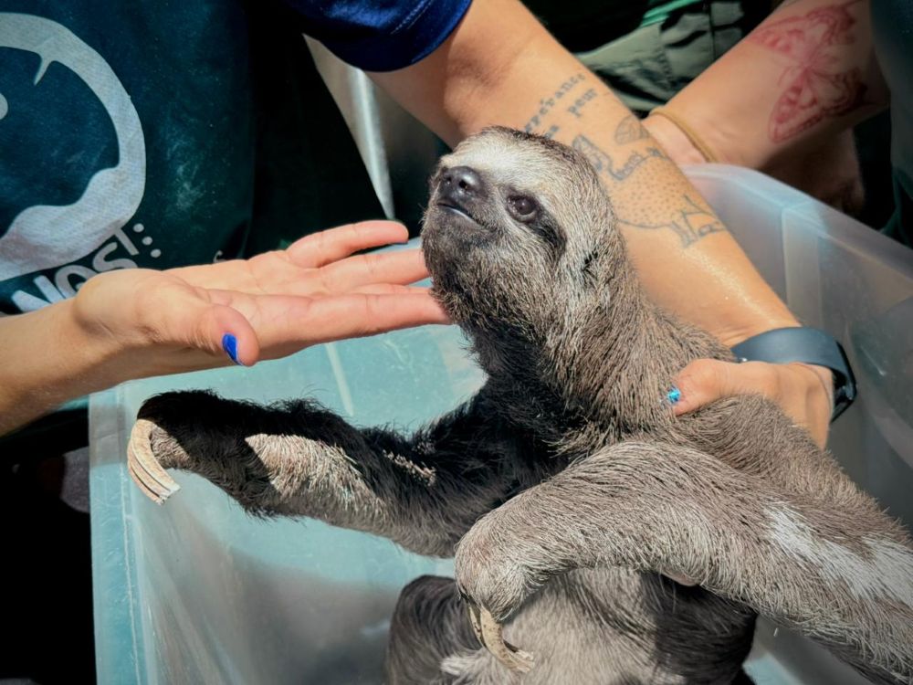 Grupo é suspeito de dopar animais para atrair turistas em Iranduba