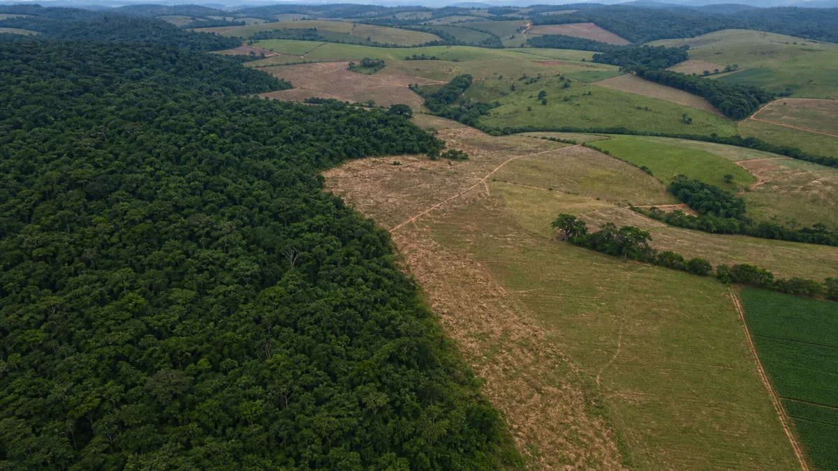 Brasil tem menos de 1 milhão de hectares desmatados pela primeira vez desde 2019