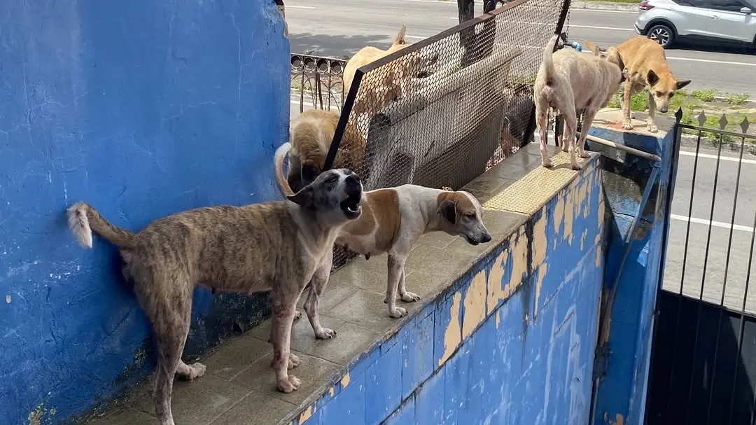 Abandono de animais cresce 133% e MP pede criação de abrigo temporário em Manaus
