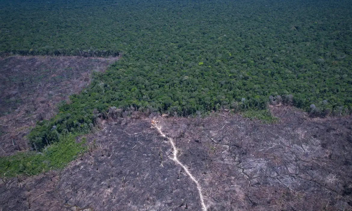 AM e PA lideram ranking de denúncias por crimes ambientais na Amazônia
