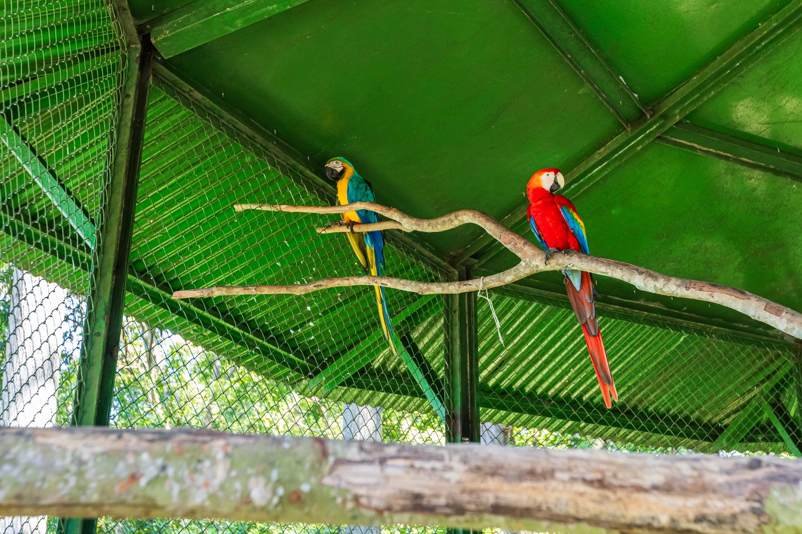 Aves silvestres voltam à natureza após reabilitação em projeto realizado em parceria com o Ibama  