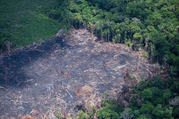 Amazonas registra queda de 55% nos alertas de desmatamento em 2026