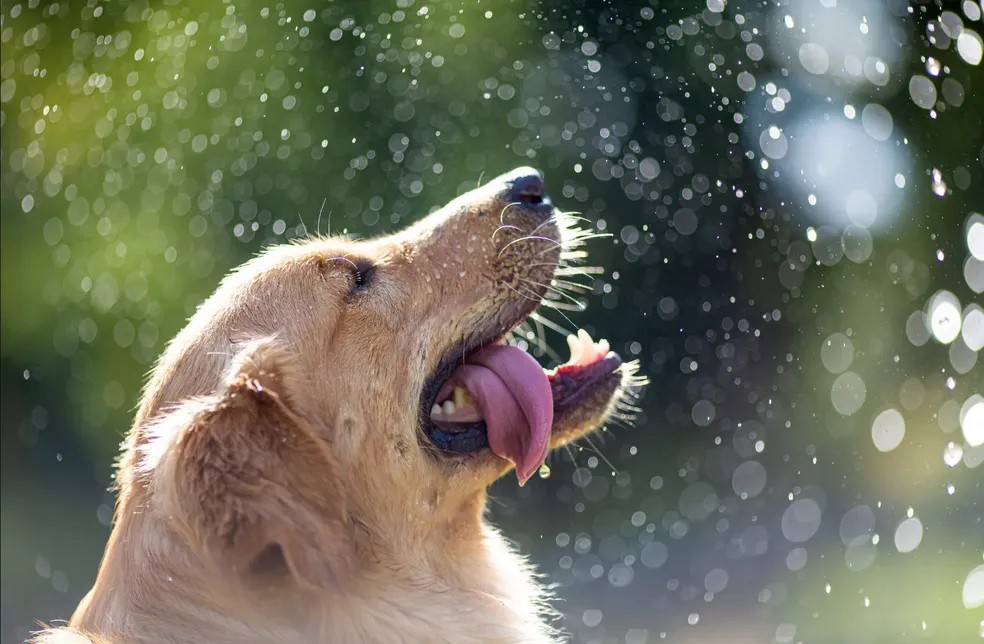 Verão amazônico: altas temperaturas exigem cuidados especiais com pets