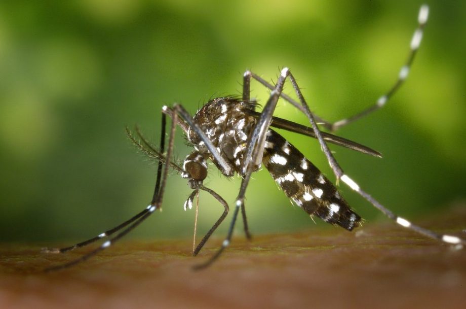 Efeitos do fenômeno El Niño no AM podem favorecer criadouros do mosquito da dengue