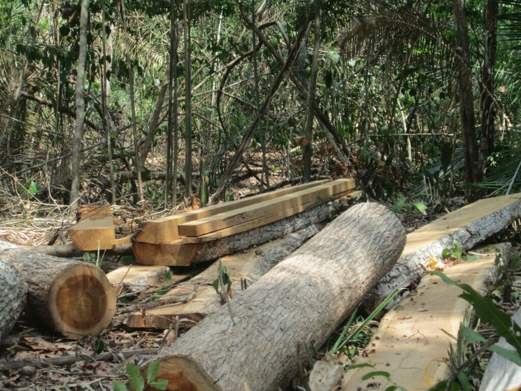 Justiça recebe denúncia contra grupo suspeito de exploração ilegal de madeira no sul do AM
