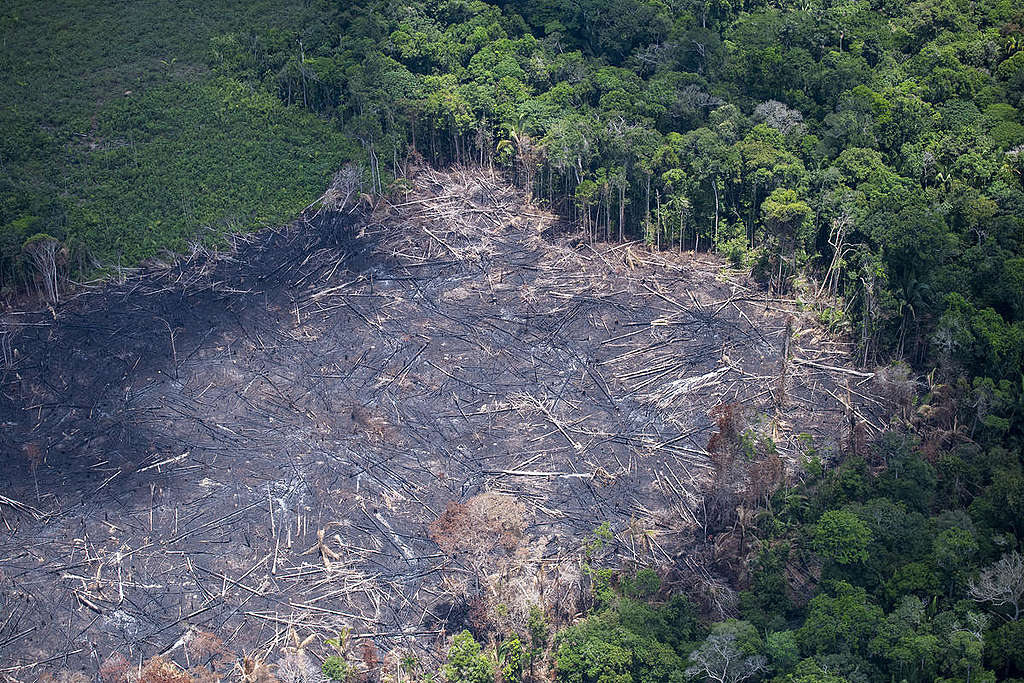 AM tem queda de 46% nos alertas de desmatamento no período de um ano
