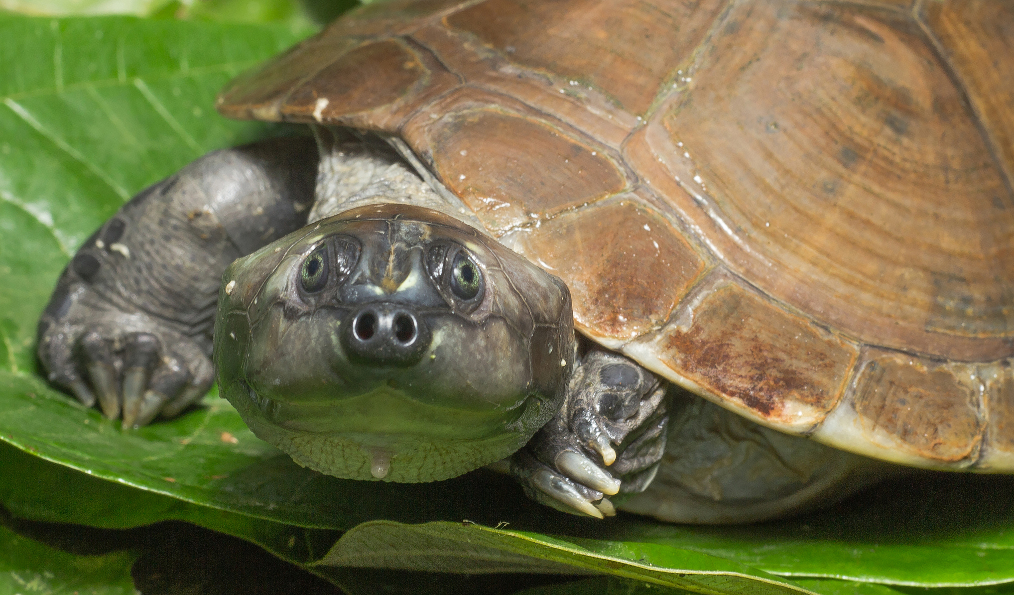 Após tambaqui, cágado iaçá está sob risco de extinção na Amazônia