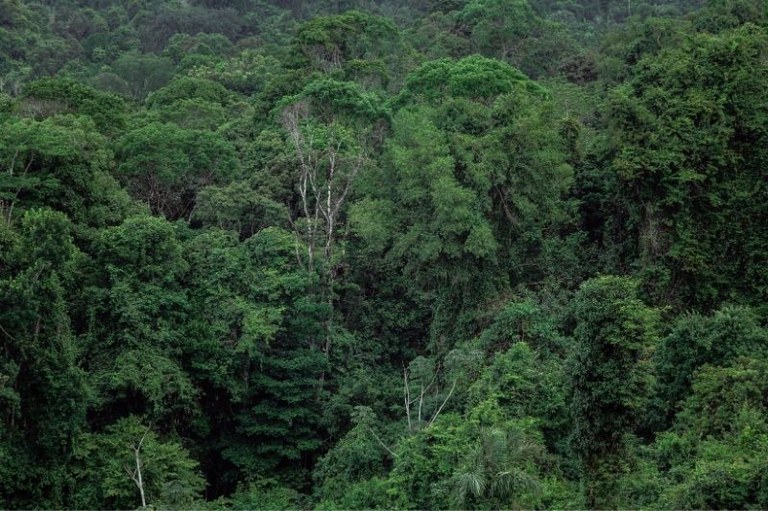 Condenações por crimes ambientais na Amazônia chegam a R$ 893 mi multas nos últimos três anos