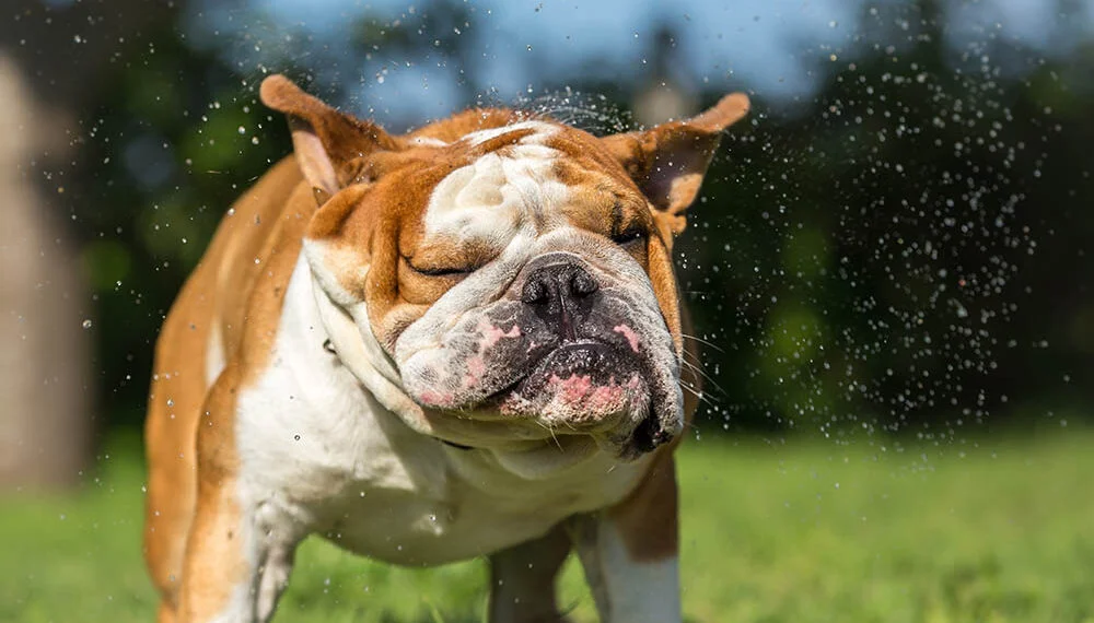 Forte calor em Manaus exige mais cuidados com saúde dos cães de “focinho achatado”