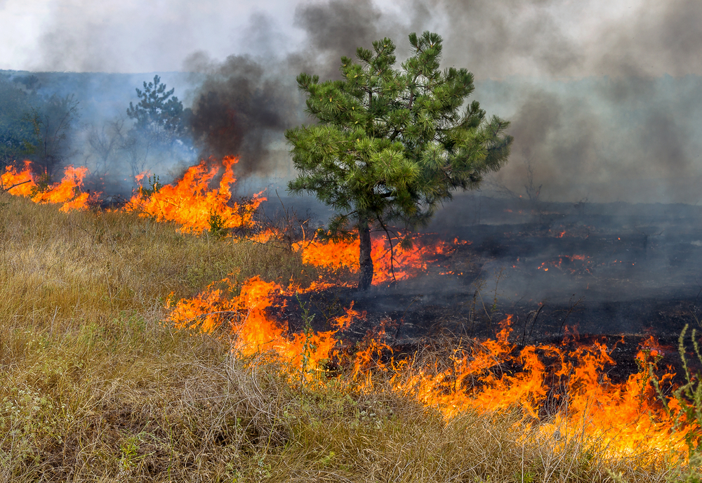 Município de Apuí, no sul do AM, está em alerta de incêndio grave nesta terça-feira (22)
