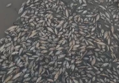 Moradores da Vila do Jacaré registram peixes mortos por causa da seca dos rios em Manacapuru