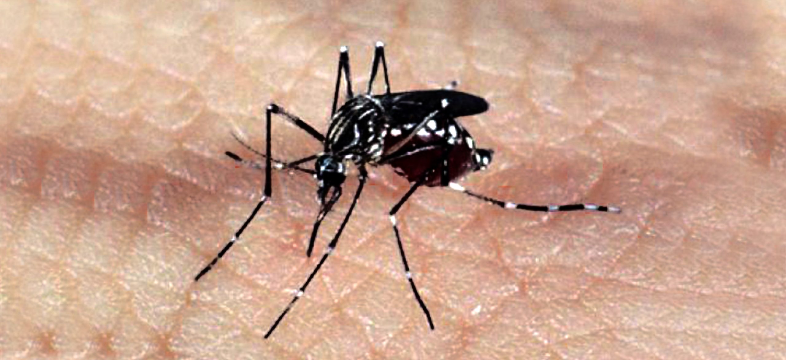 chikungunya