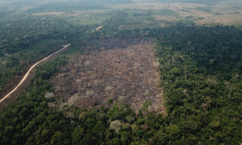 Desmatamento no Amazonas tem 76% de responsabilidade federal