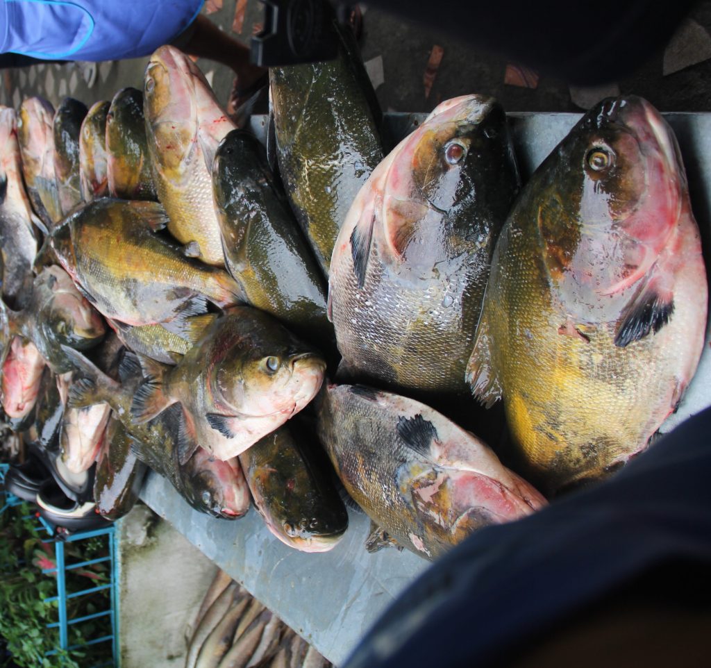 A doença é causada por uma toxina que pode ser encontrada em determinados peixes como o tambaqui e crustáceos, por exemplo 