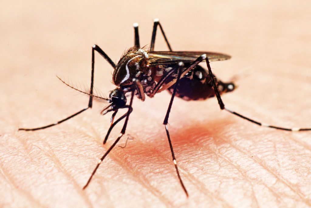 Zona Oeste apresenta maior incidência de casos de dengue em Manaus