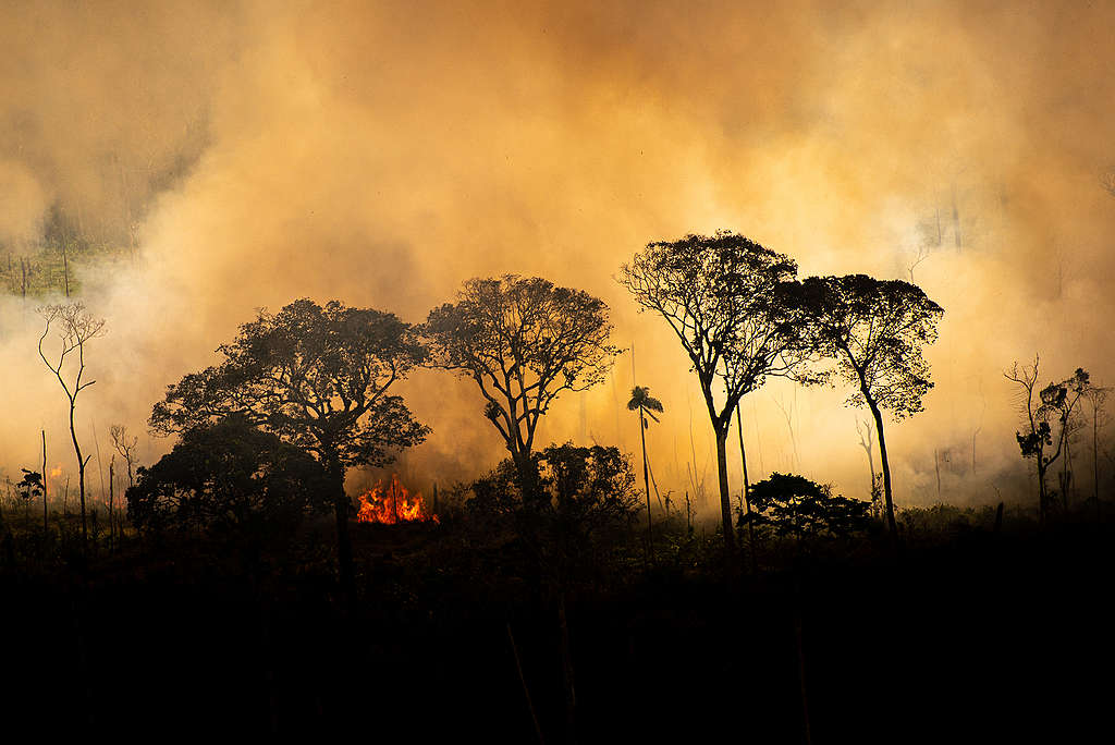 Fogo na Amazônia já impactou 90% das espécies de animais e plantas do ecossistema