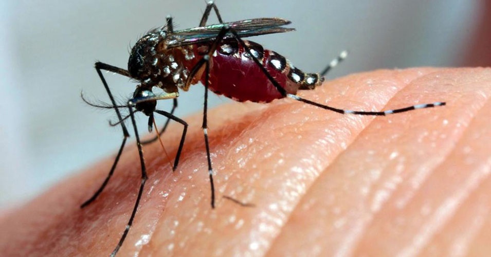 Inseticidas são testados em Aedes aegypt