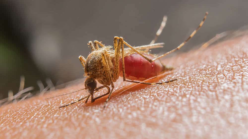 Barcelos lidera número de casos de malária no AM com quase 47 mil notificações