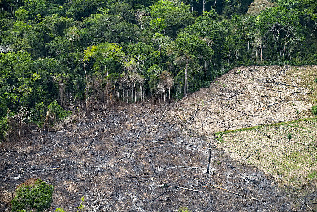 Especialistas avaliam cenário do desmatamento e criticam política ambiental na Amazônia