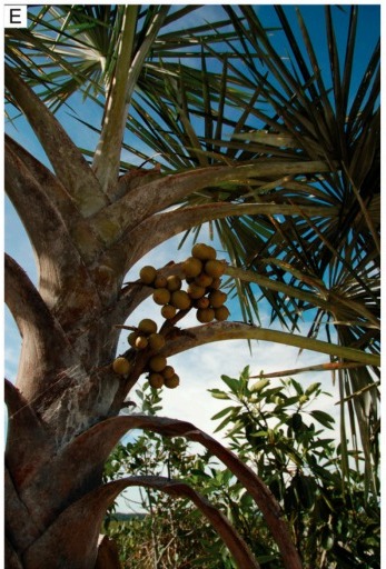 Os cientistas brasileiros do Instituto Nacional de Pesquisas da Amazônia descobriram uma nova espécie de palmeira do gênero Mauritiella.