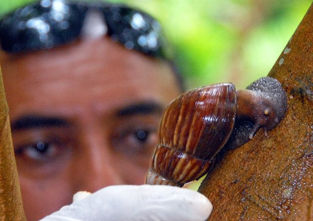 Período chuvoso aumenta frequência de caramujos transmissores de doenças em Manaus