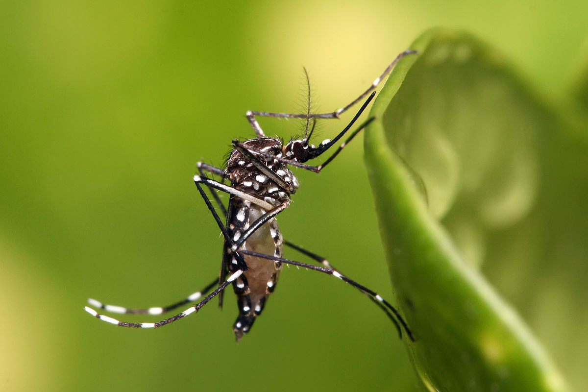 Manaus tem 17 bairros com alta vulnerabilidade para dengue, zika e chikungunya