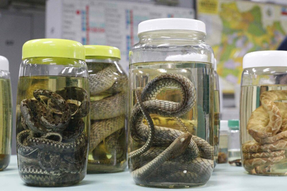 Serpentes, escorpiões e aranhas lideram casos de acidentes de animais peçonhentos no AM